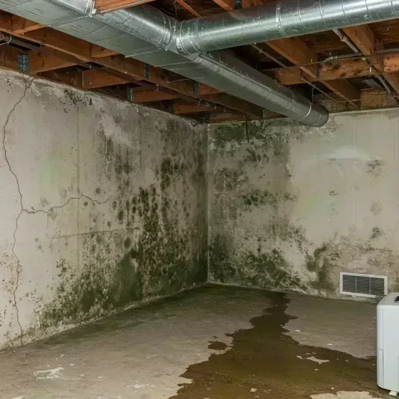 Professional Mold Removal in Stone Park, IL